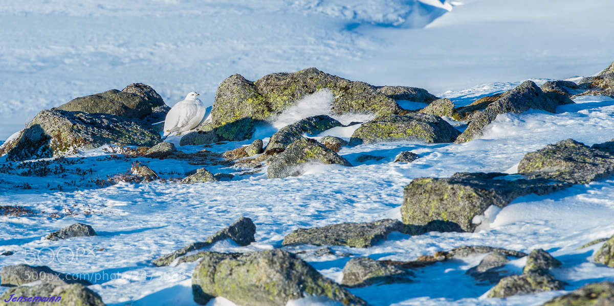Nikon D610 sample photo. Hiding, but not hidden. photography