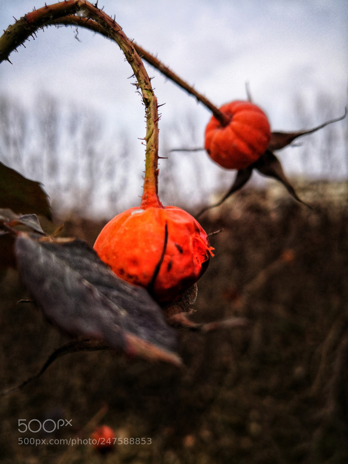 HUAWEI Mate 10 Pro sample photo. Untitled photography