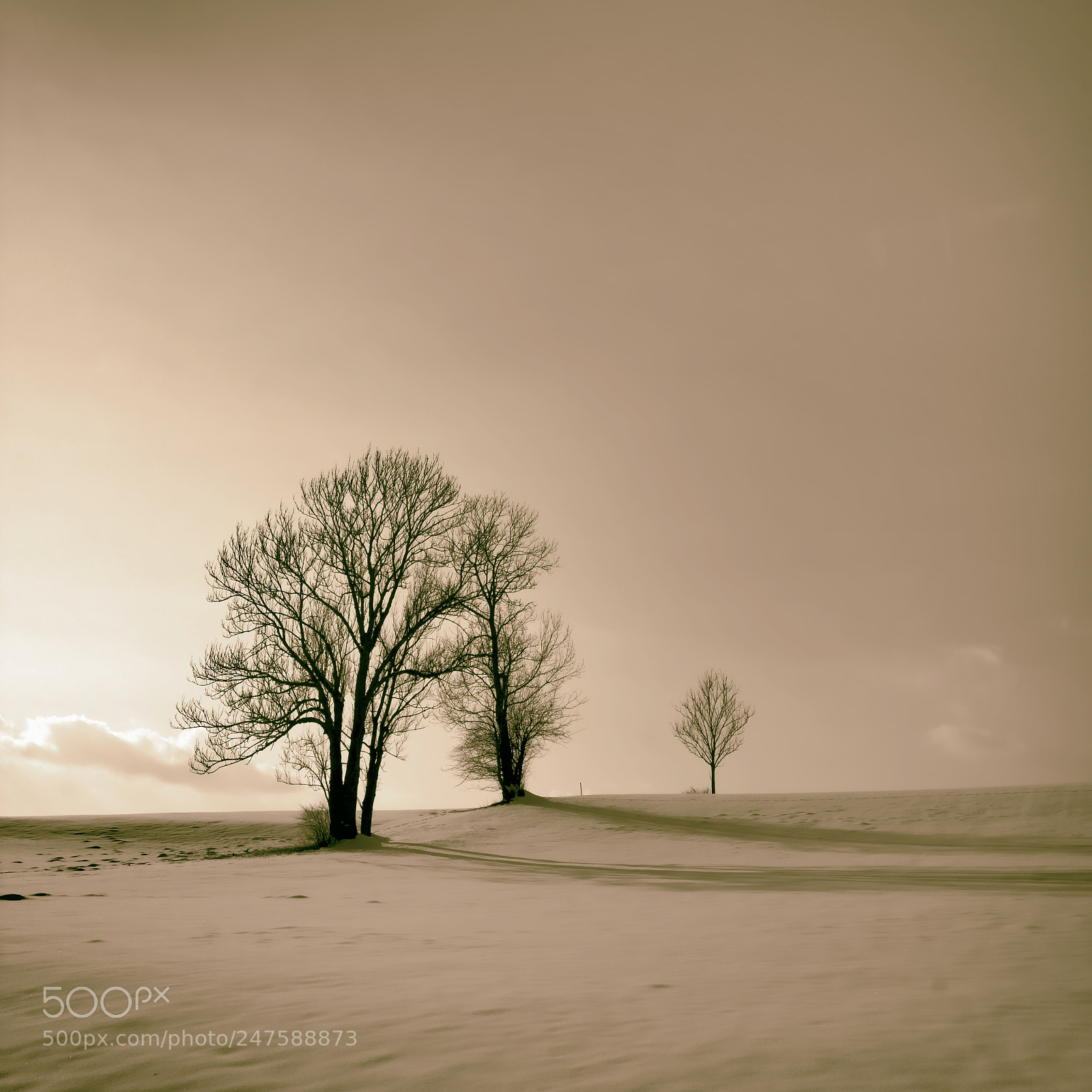 Nikon D7100 sample photo. Trees photography