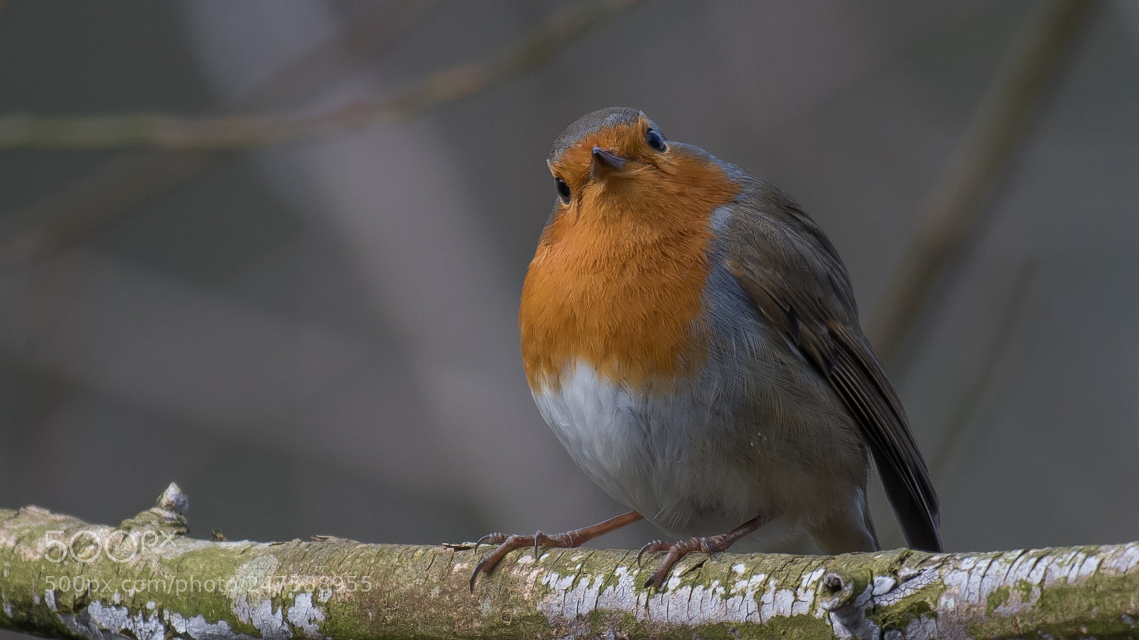 Nikon D500 sample photo. Robin photography