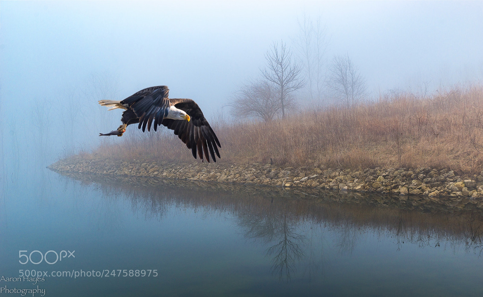 Nikon D610 sample photo. Misty morning eagle photography