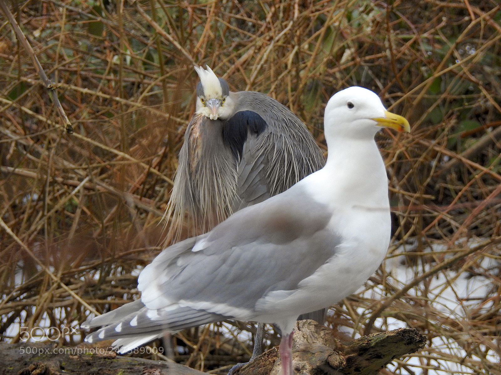 Nikon Coolpix P900 sample photo. Gull heron photography