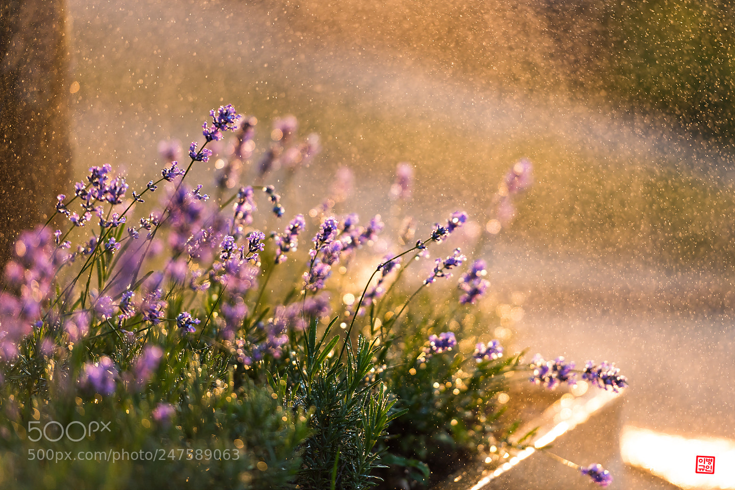 Nikon D810 sample photo. . photography