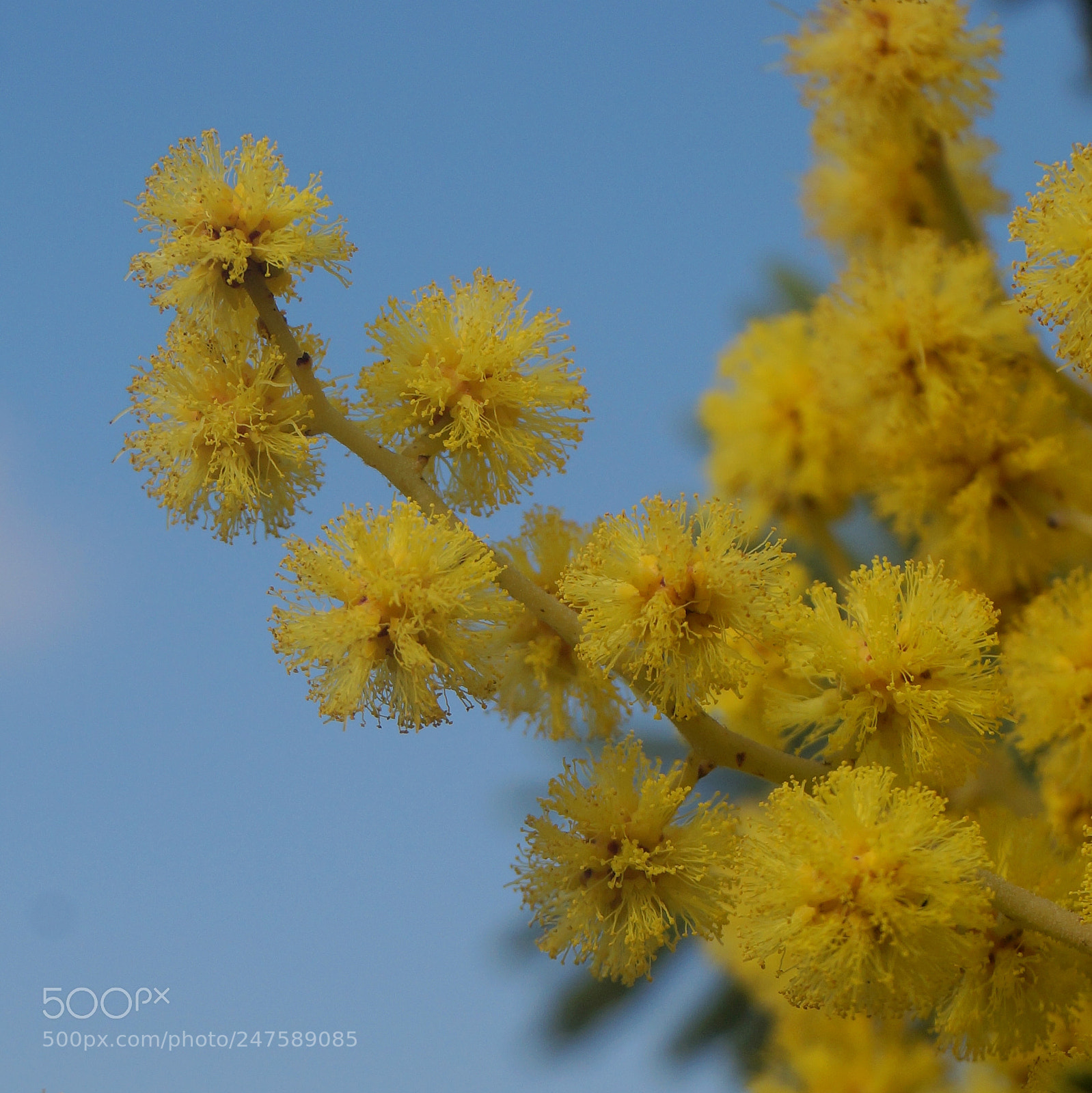 Sony SLT-A58 sample photo. Mimosa photography