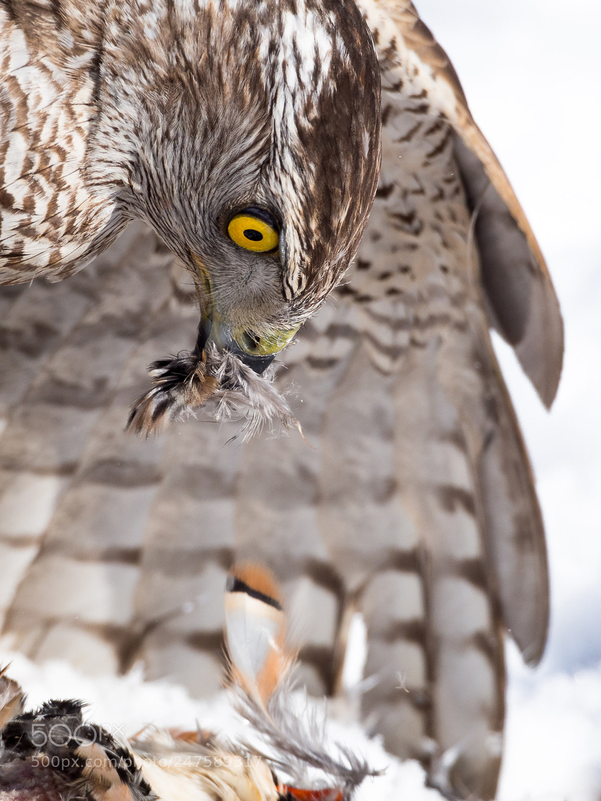 Olympus PEN E-PL5 sample photo. Northern goshawk accipiter gentilis photography