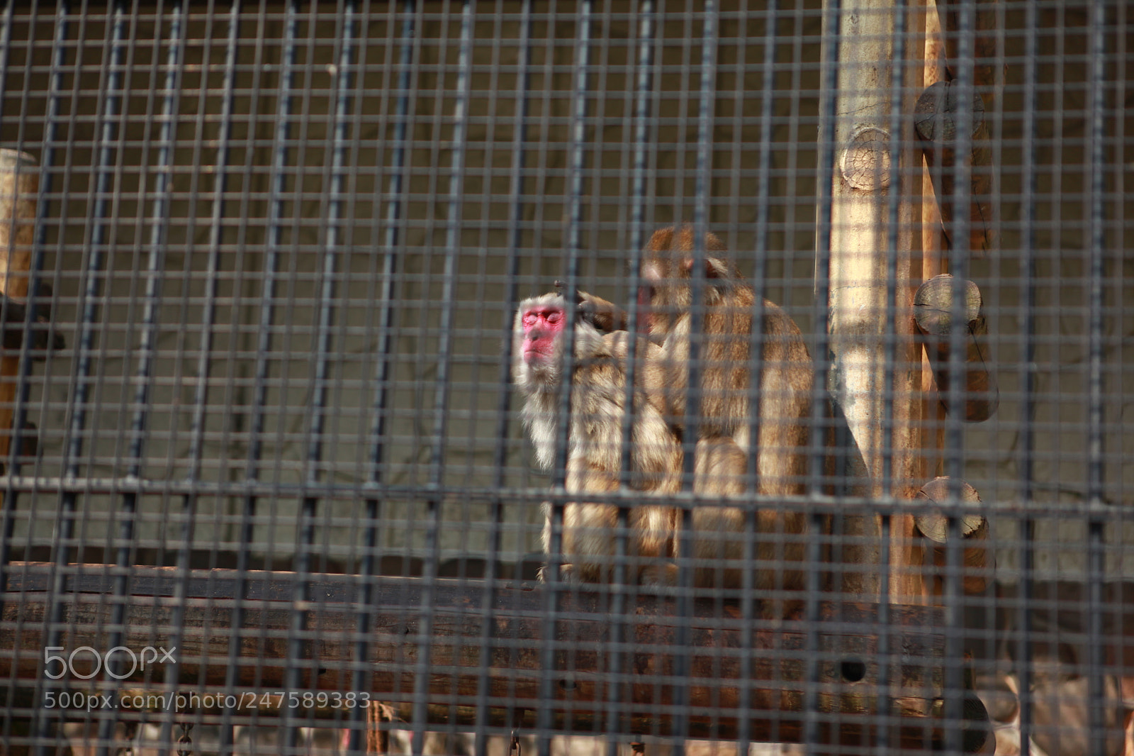 Canon EF 24-70mm F2.8L USM sample photo. Zzz photography