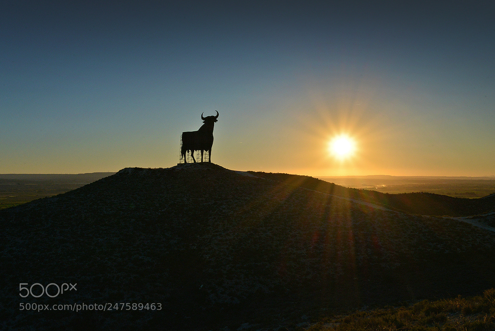 Nikon D600 sample photo. Osborne bull. alfajar n photography