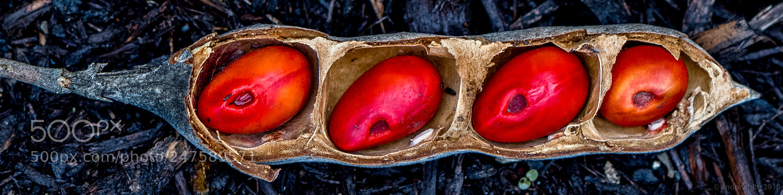 Nikon D850 sample photo. Laurel beans photography