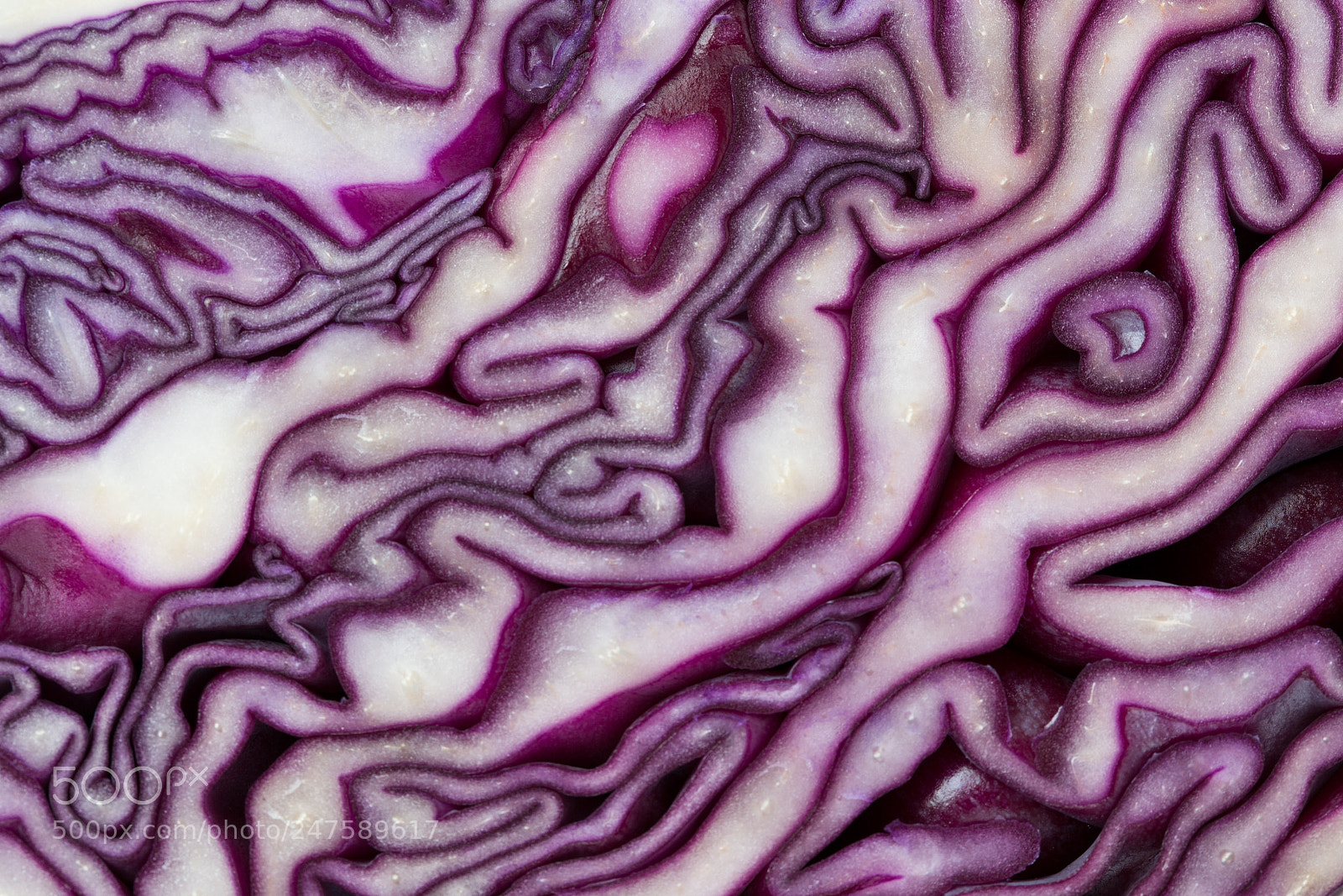 Canon EOS-1D X sample photo. Red cabbage photography