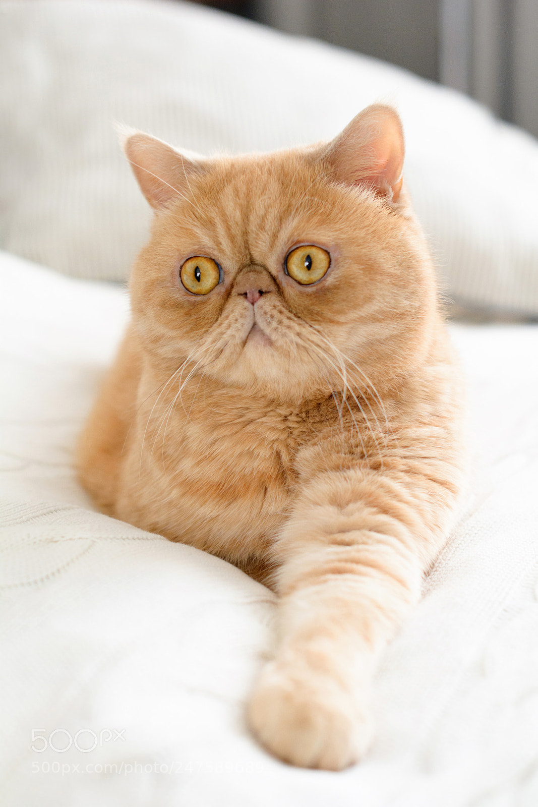 Nikon D7100 sample photo. Cute persian cat laying photography