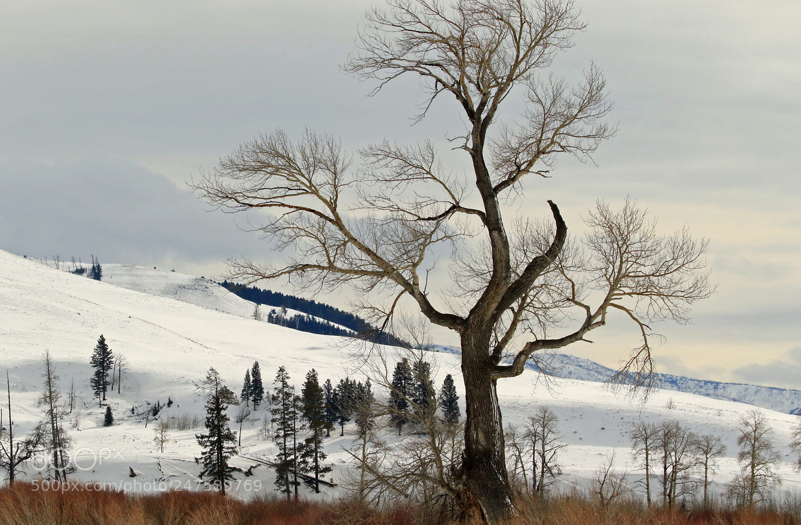 Canon EOS 7D Mark II sample photo. Reaching skyward photography