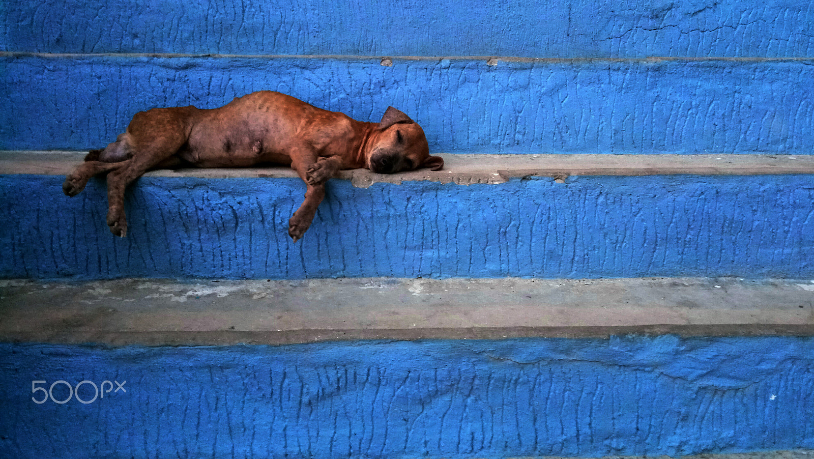 Xiaomi Redmi Pro sample photo. Sleeping dog photography