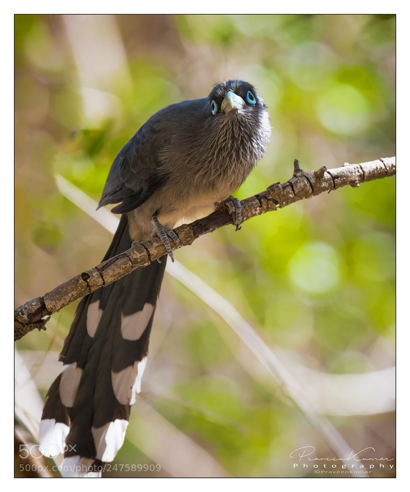 Nikon D5200 sample photo. Blue-faced malkoha photography