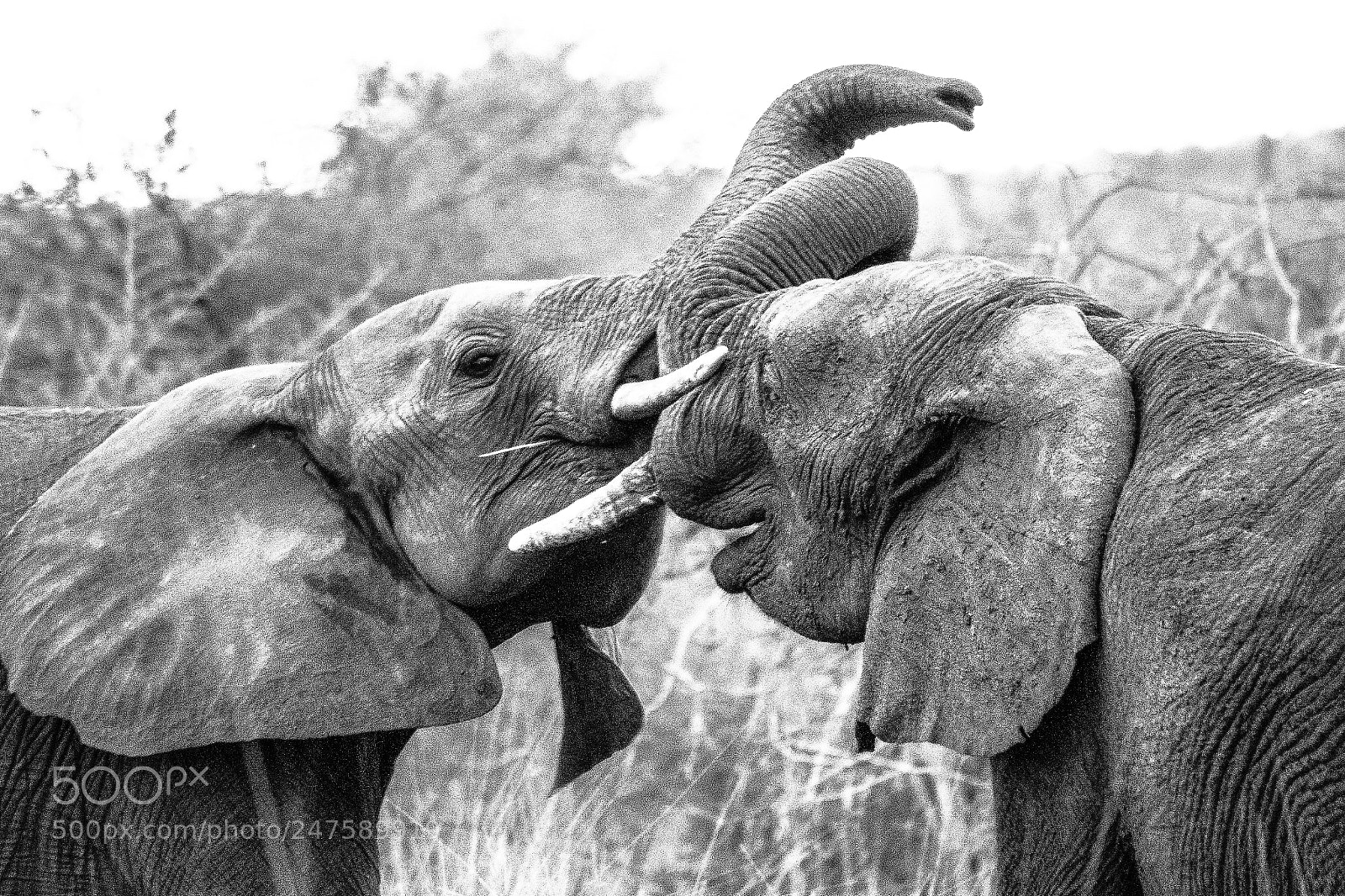 Canon EOS 600D (Rebel EOS T3i / EOS Kiss X5) sample photo. Elefantes, brothers, kruger park photography