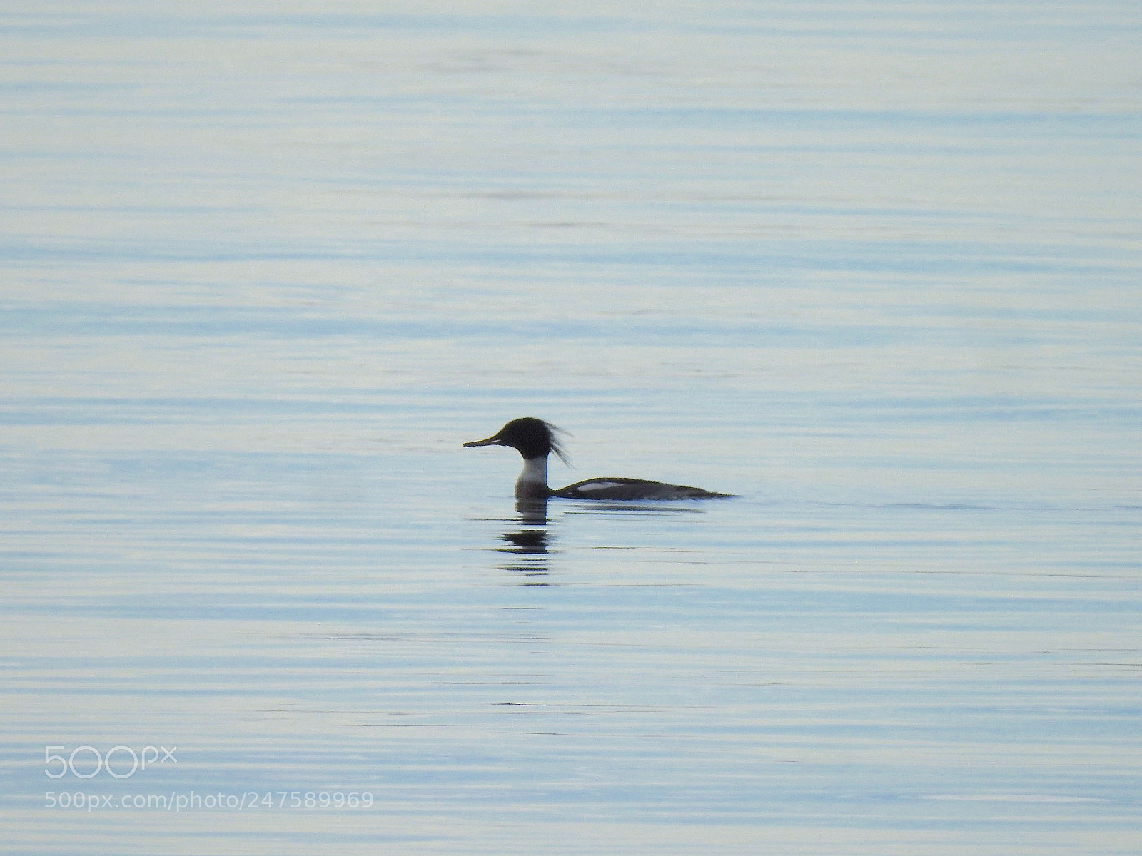 Nikon Coolpix P900 sample photo. Red-breasted merganser photography
