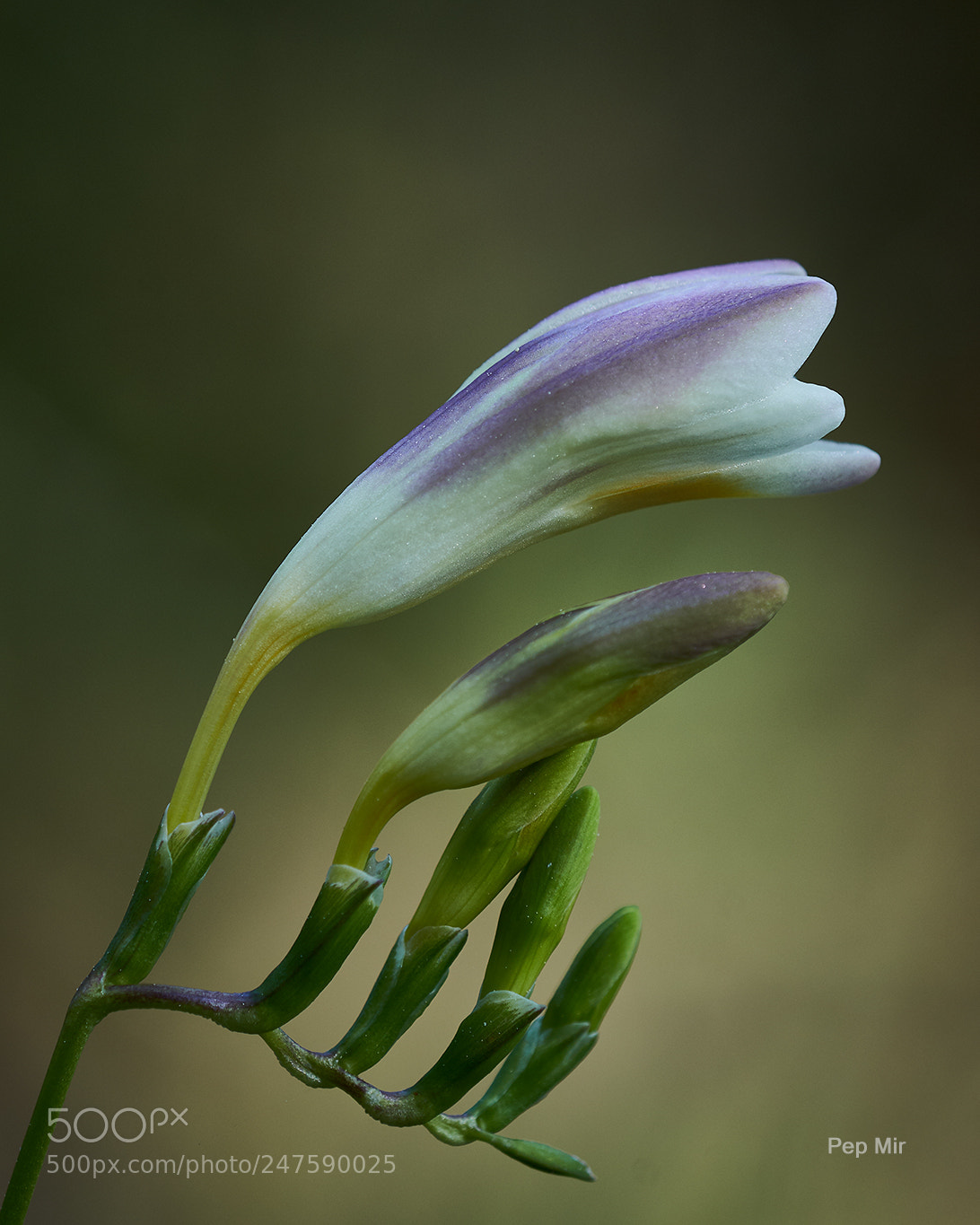 Sony a99 II sample photo. Freesia photography