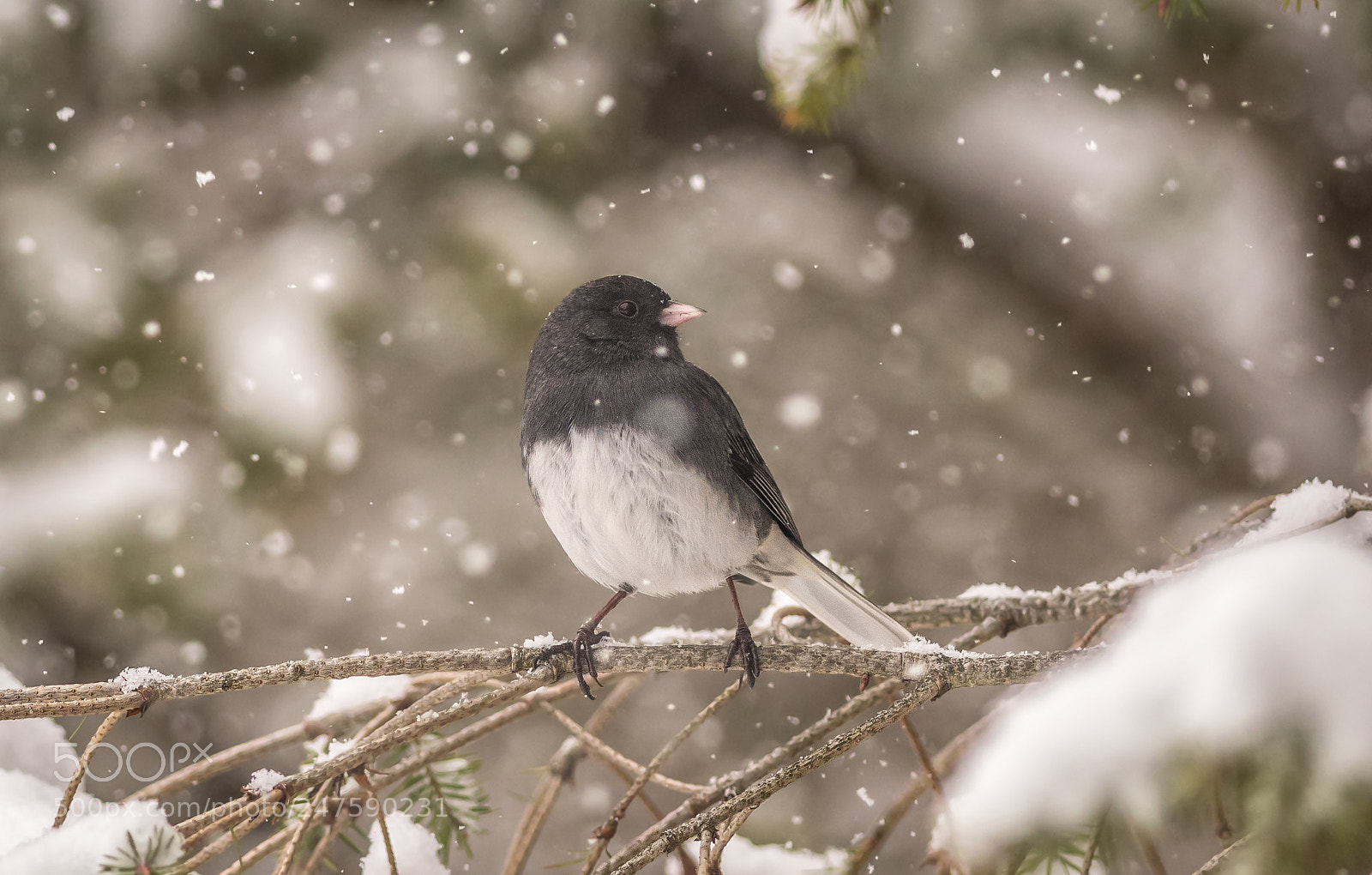Nikon D500 sample photo. Junco in heavy falling photography
