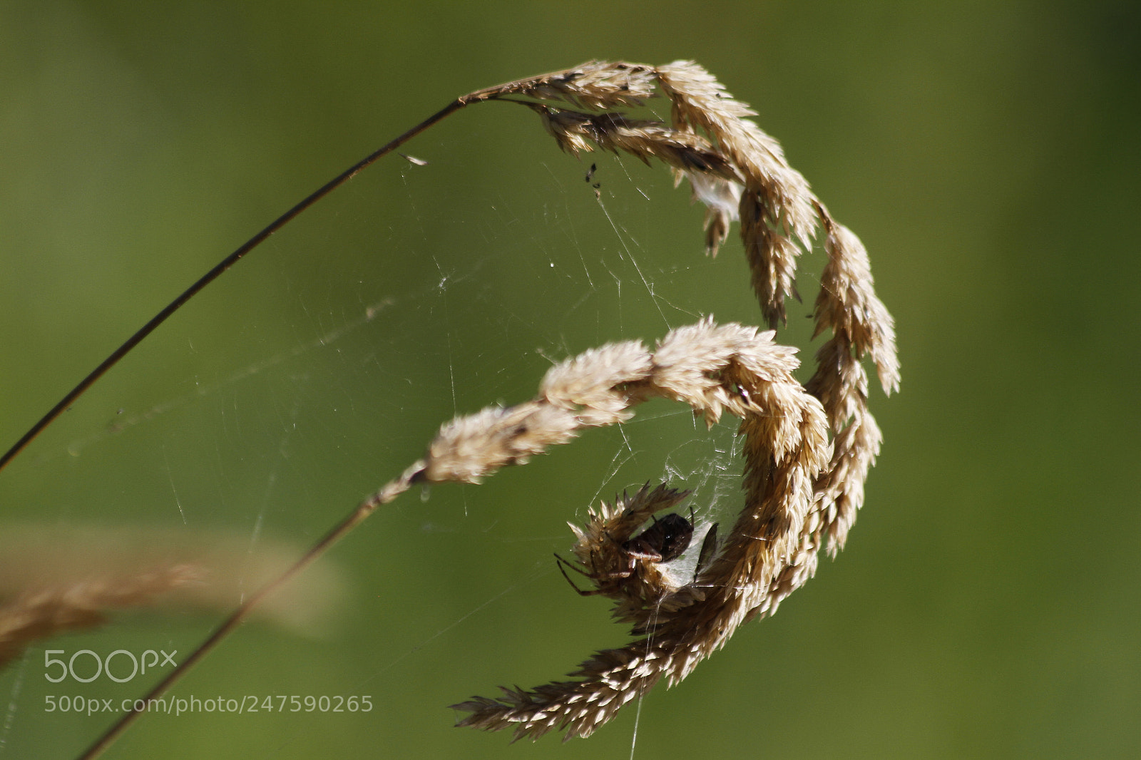 Canon EOS 7D sample photo. Home sweet home photography