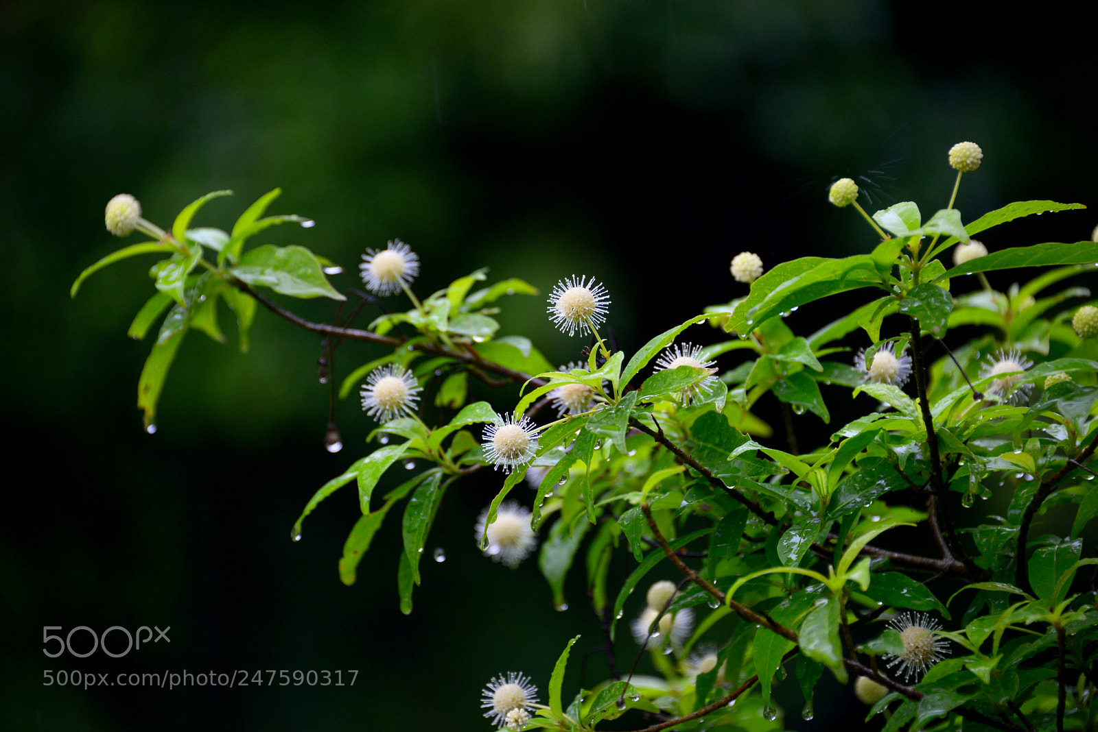 Nikon D610 sample photo. Untitled photography