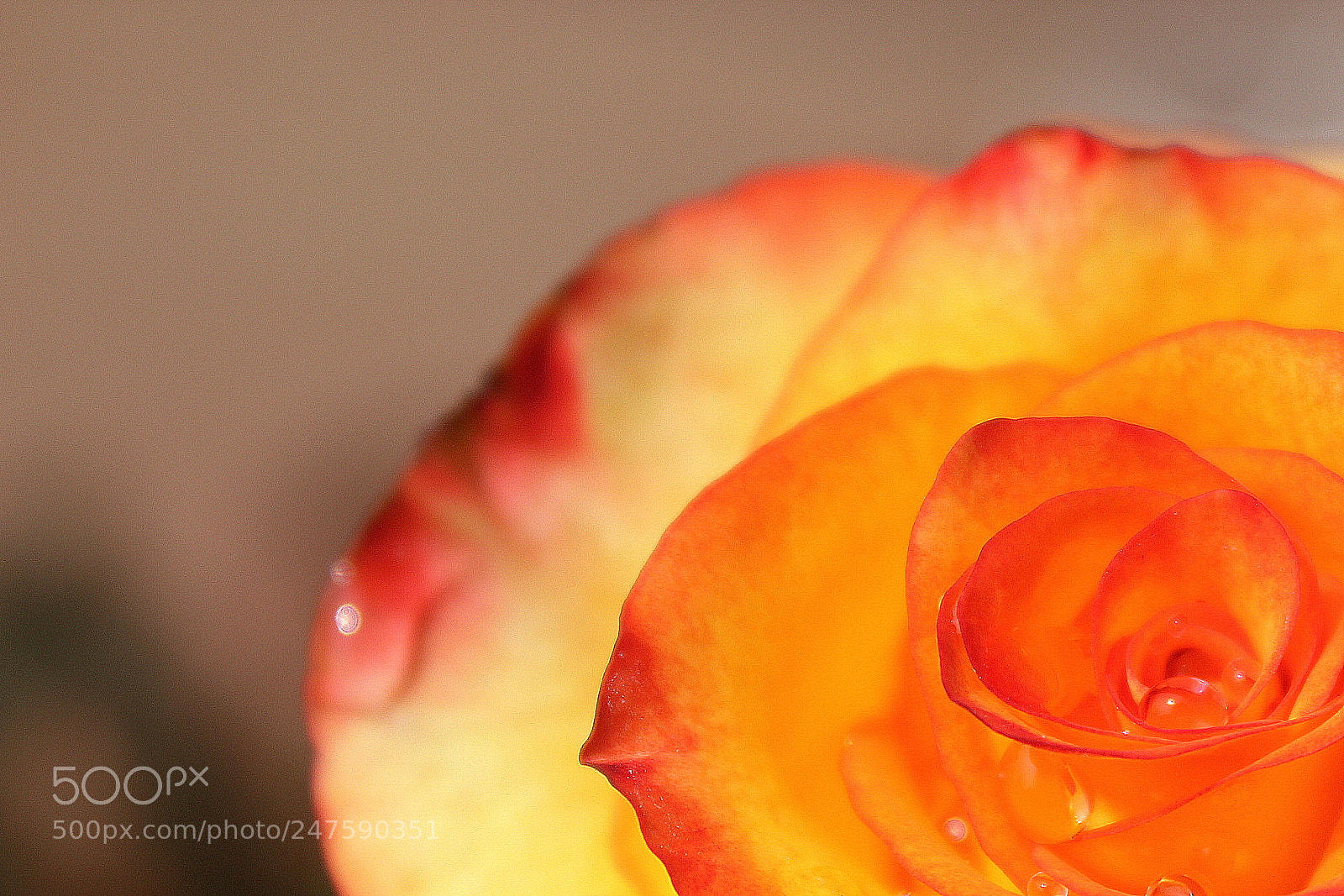 Canon EF-S 18-55mm F3.5-5.6 IS sample photo. Freshness photography