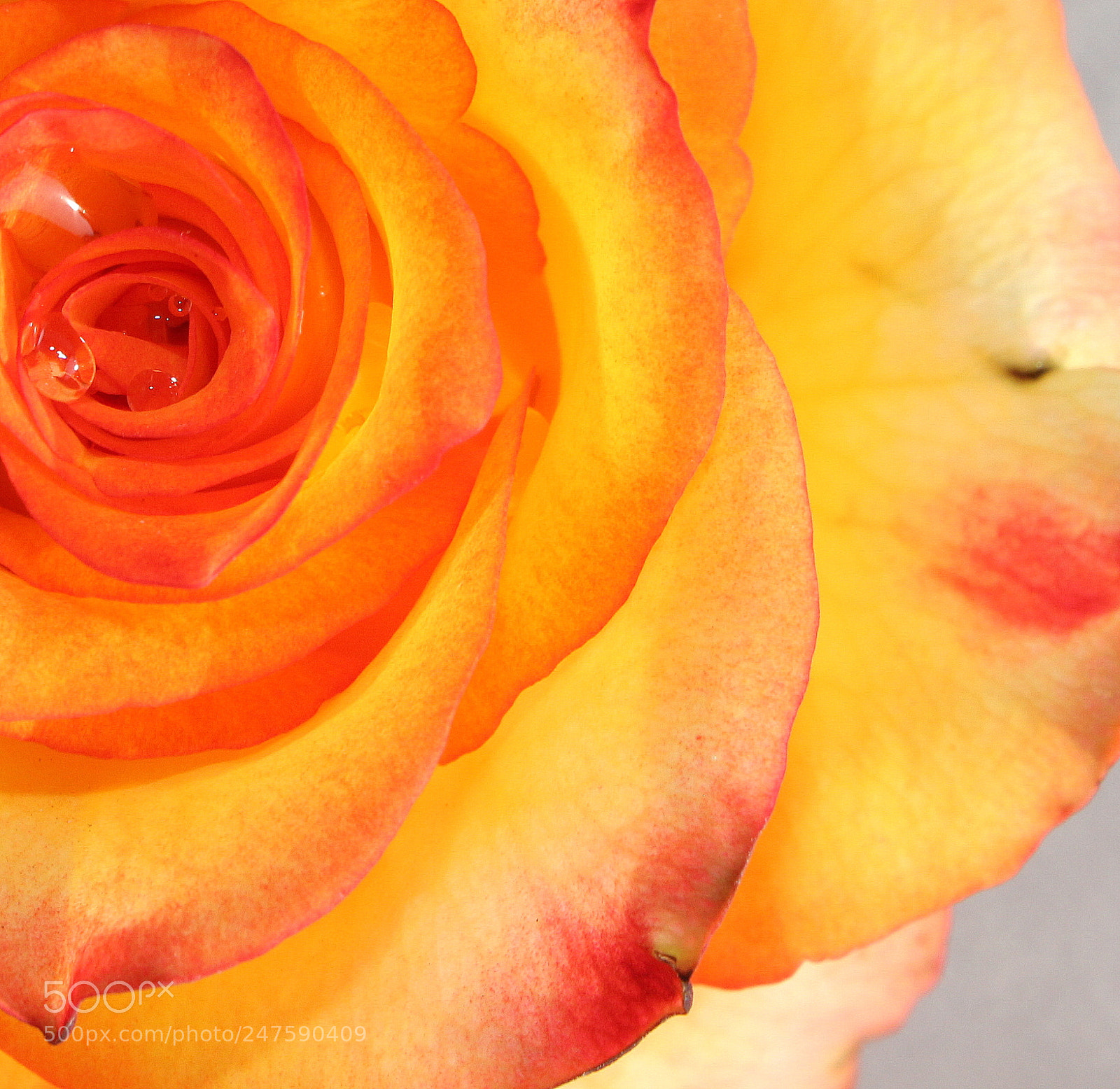Canon EF-S 18-55mm F3.5-5.6 IS sample photo. Delicate !!! photography