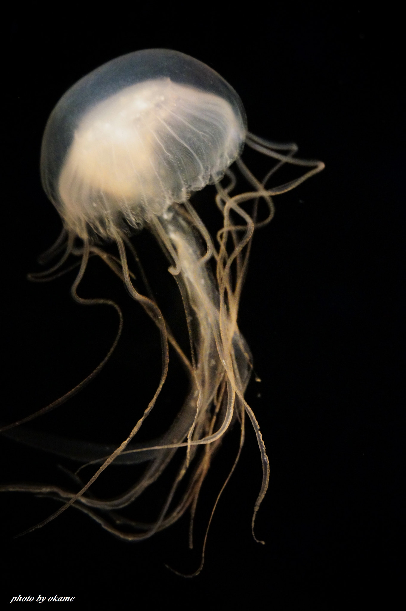 Sony Alpha NEX-5R sample photo. (dance of the jellyfish) photography