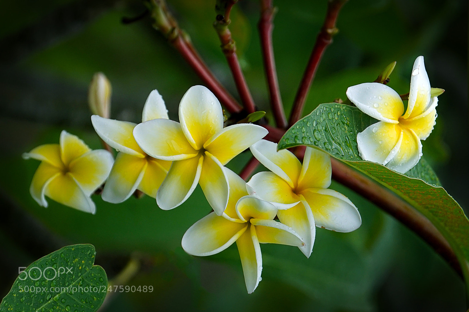 Sony a7 II sample photo. 雨中的鸡蛋花 photography