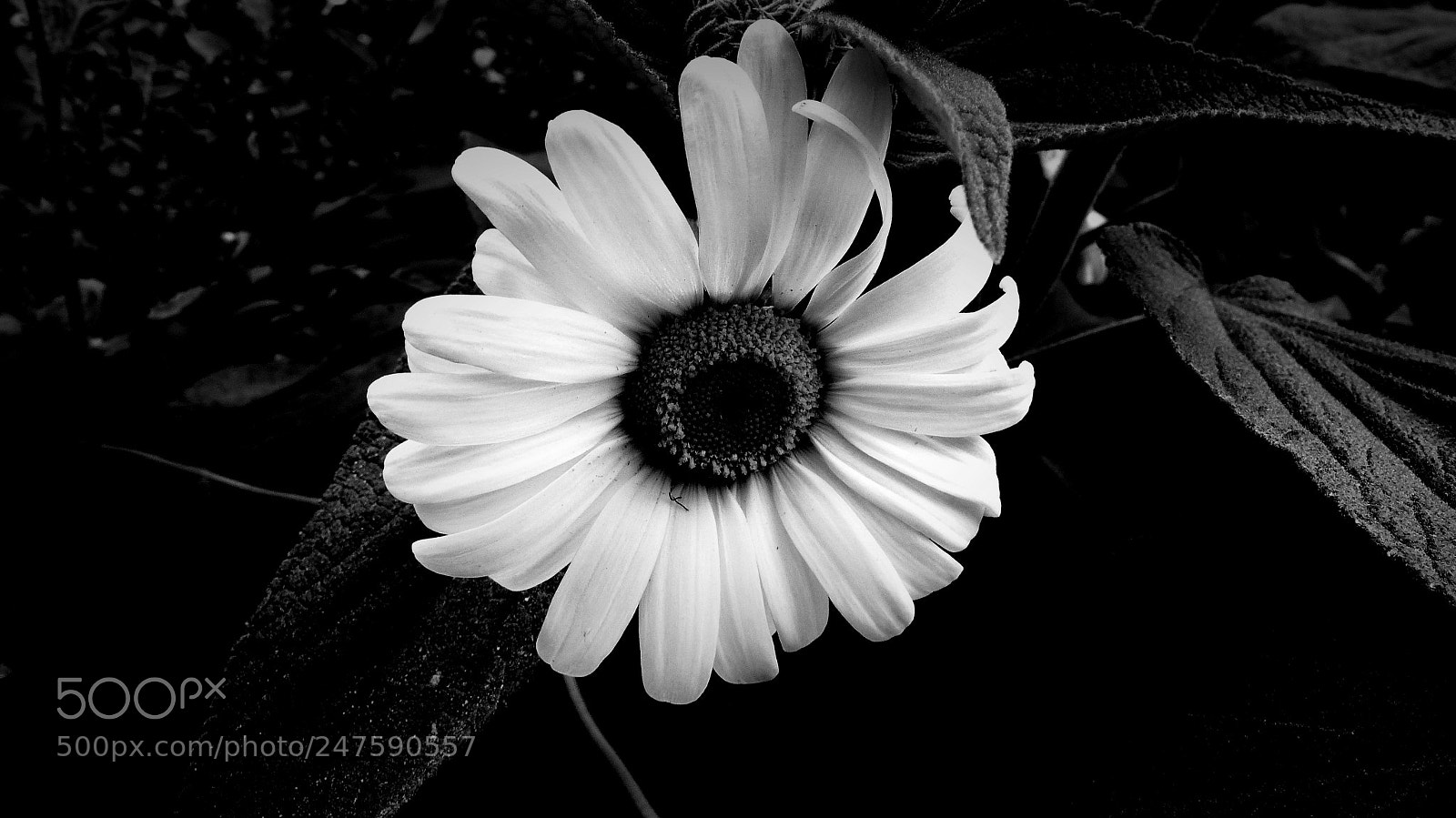 Panasonic Lumix DMC-FZ200 sample photo. Daisy b&w. photography
