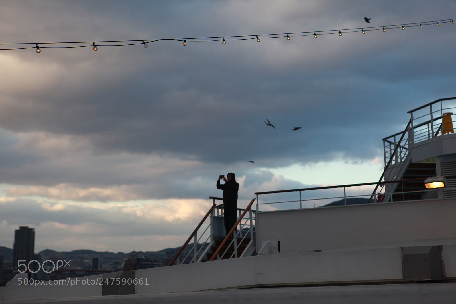 Canon EF 24-70mm F2.8L USM sample photo. With bird photography