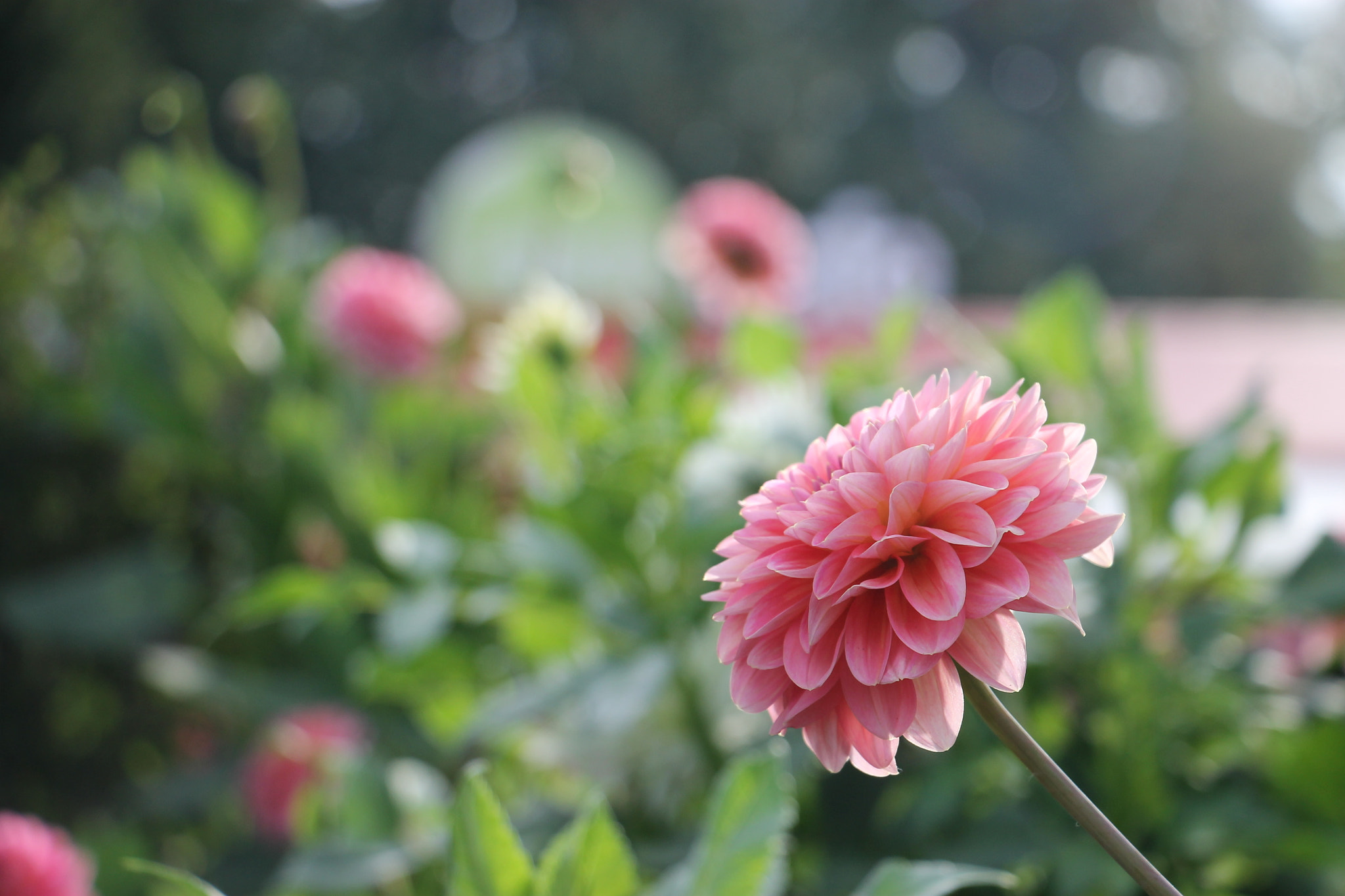 Canon EOS 1100D (EOS Rebel T3 / EOS Kiss X50) sample photo. Herbers photography