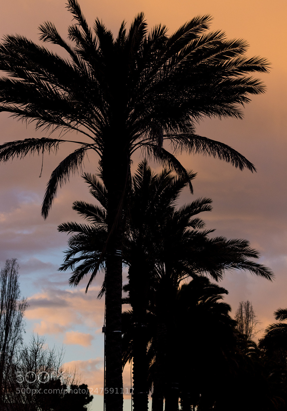 Canon EOS 80D sample photo. San francisco palms photography