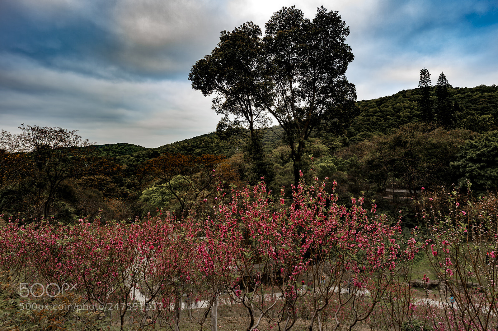 Nikon Df sample photo. Peach blossom open photography