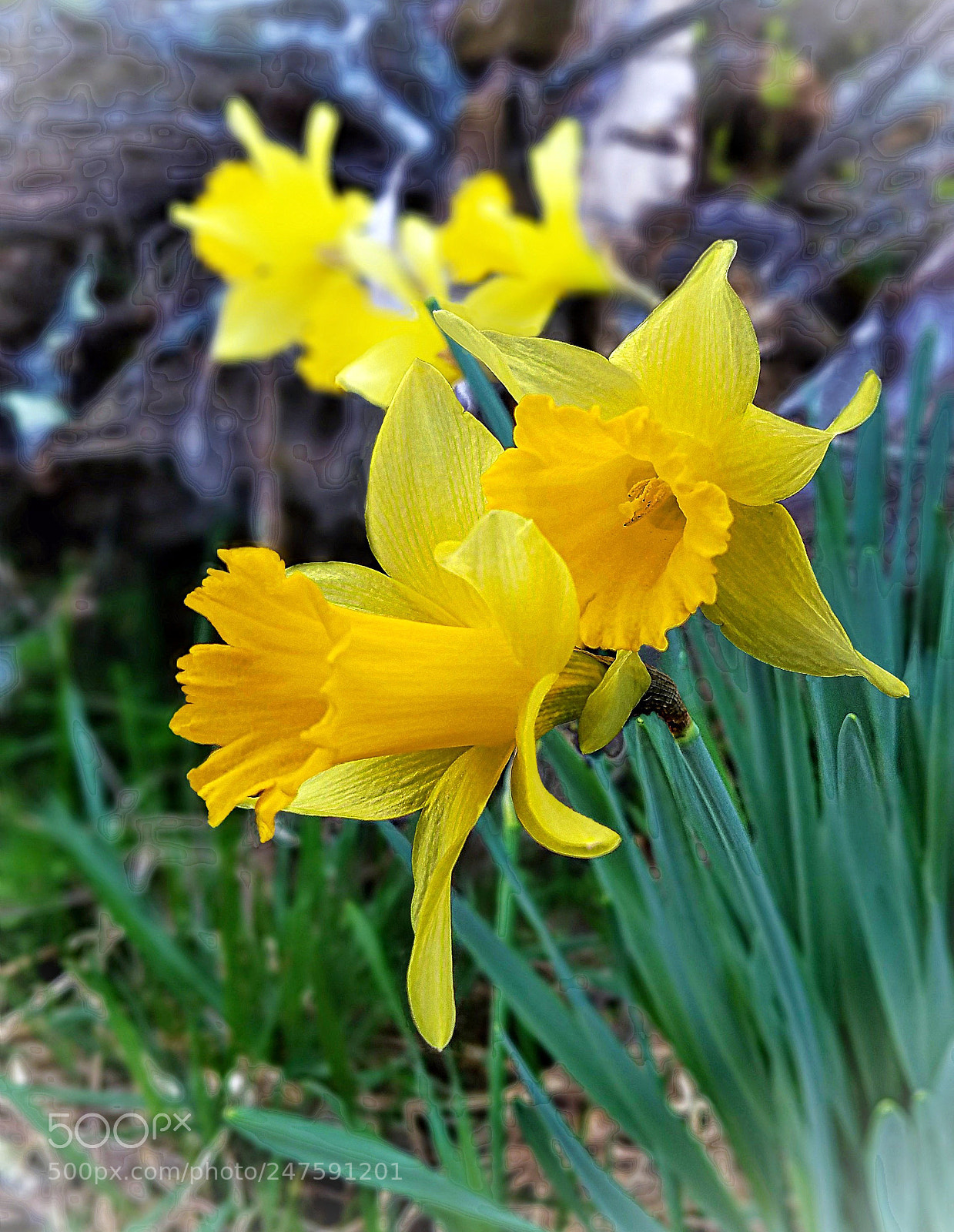 Samsung Galaxy S7 sample photo. Jonquils photography