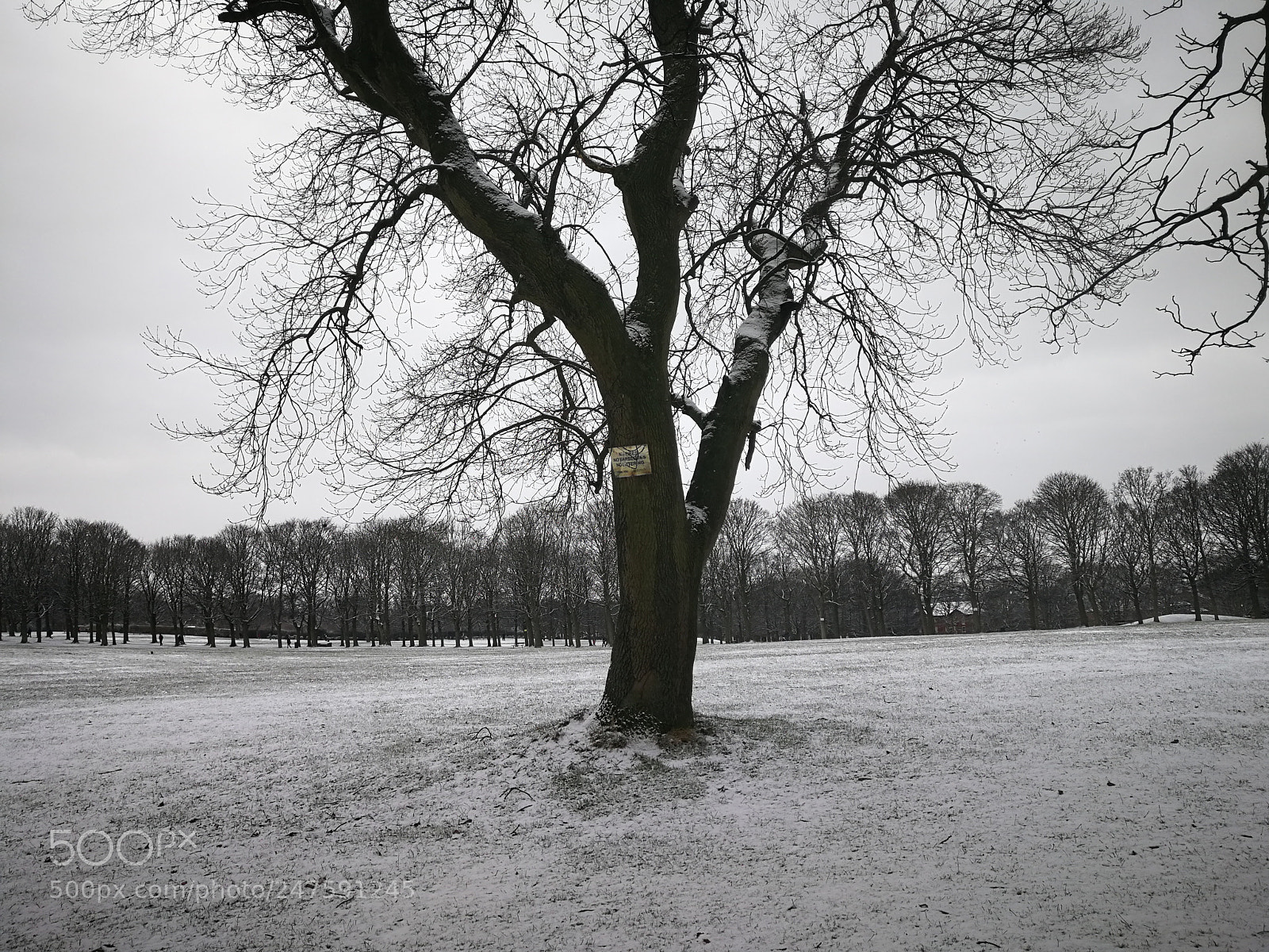 HUAWEI P10 Plus sample photo. Color of snow photography
