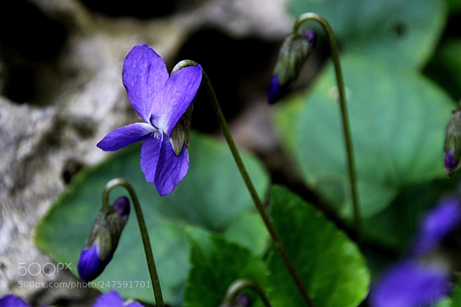 Canon EOS 600D (Rebel EOS T3i / EOS Kiss X5) sample photo. Violeta silvestre photography
