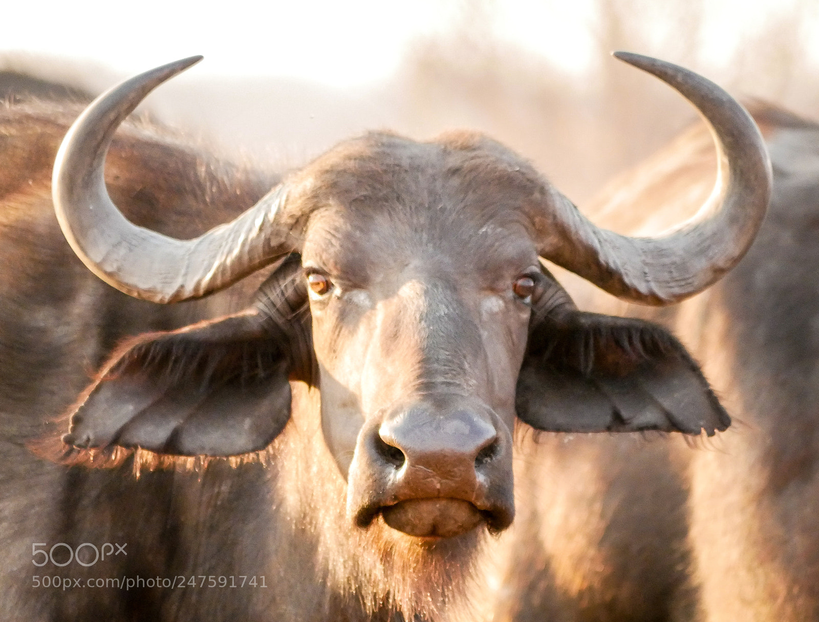 Panasonic DMC-G70 sample photo. Buffalo in morning light photography