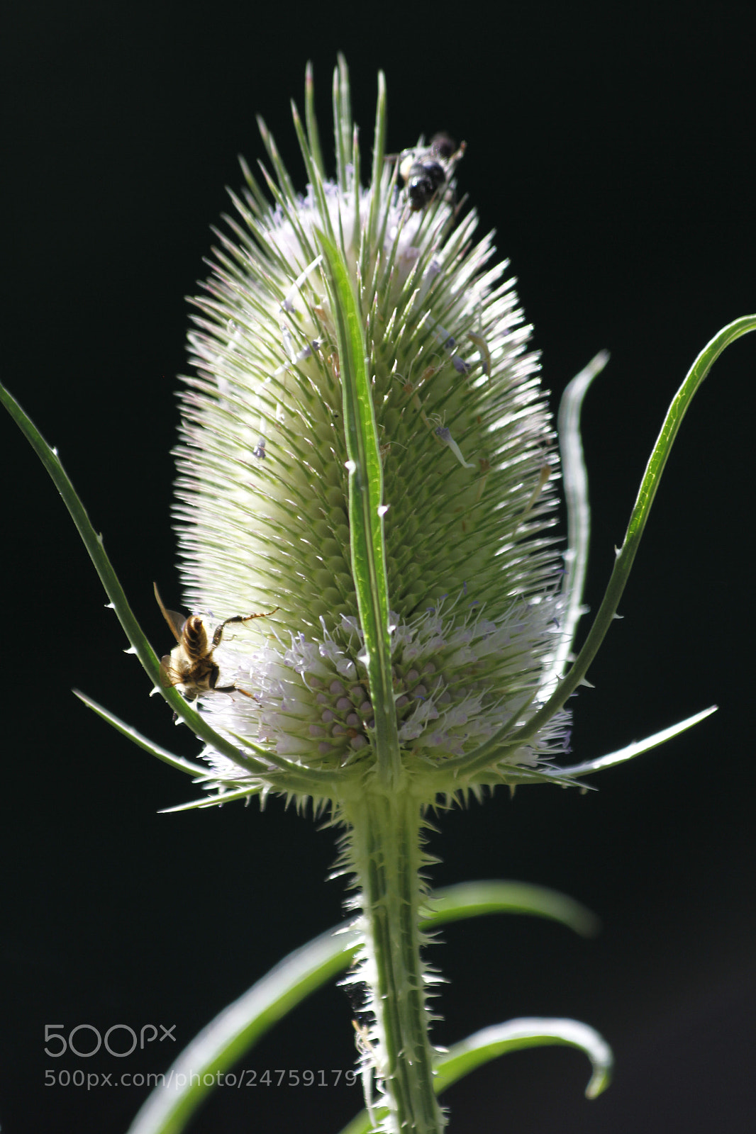 Canon EOS 7D sample photo. The thistle photography