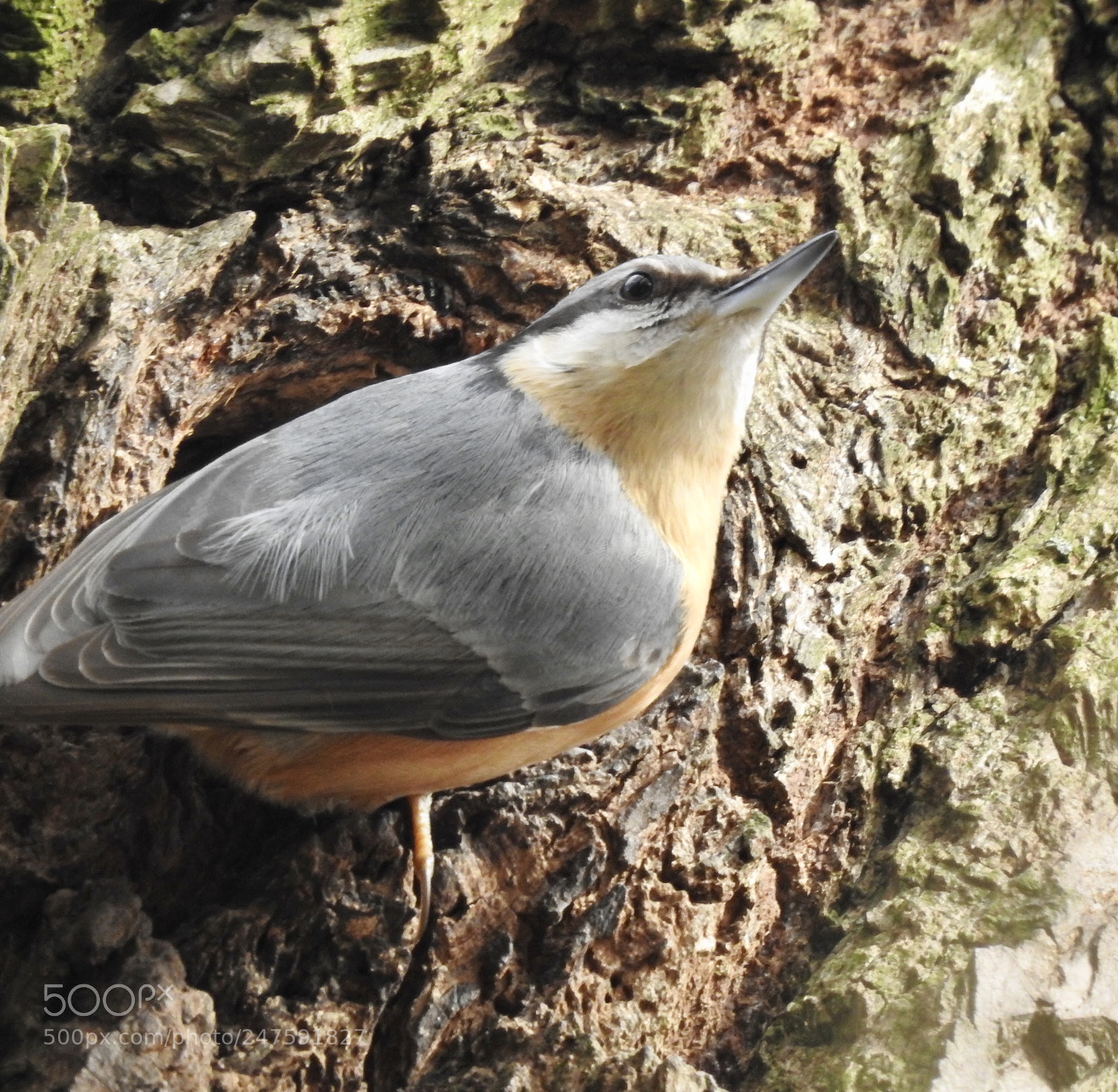 Nikon Coolpix P900 sample photo. Nuthatch.... photography