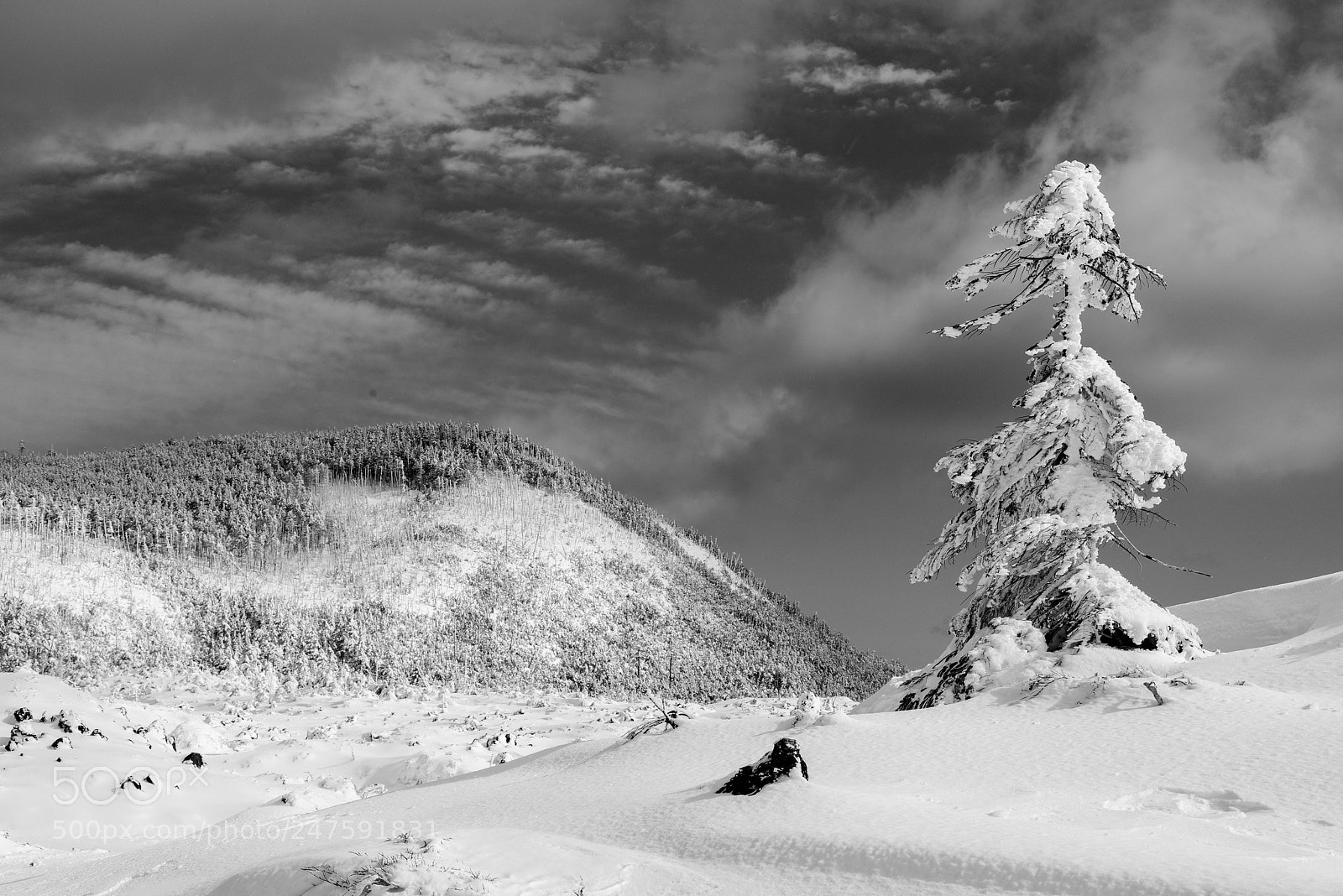 Pentax K-1 sample photo. Tree in winter wonderland photography