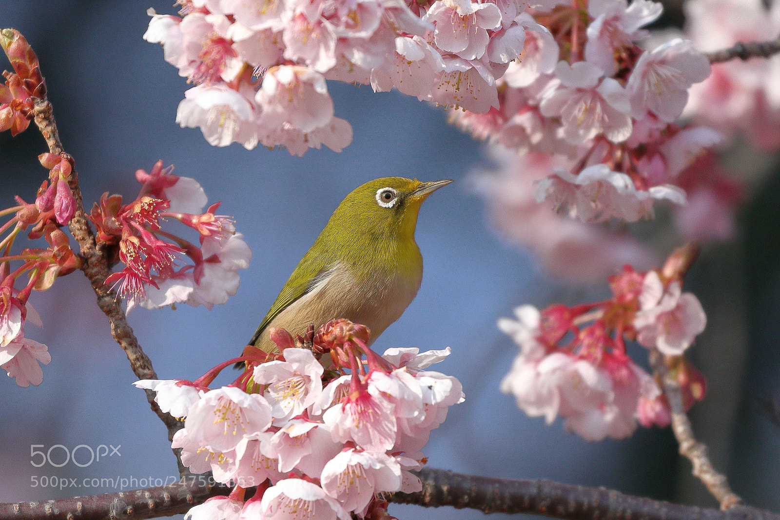 Canon EOS 7D Mark II sample photo. Cherry blossom 6769 photography