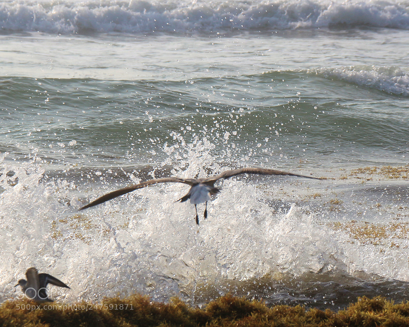 Canon EOS 700D (EOS Rebel T5i / EOS Kiss X7i) sample photo. Wave explosion photography