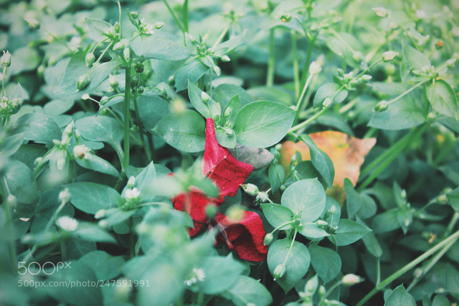 Canon EOS 1300D (EOS Rebel T6 / EOS Kiss X80) sample photo. The red photography
