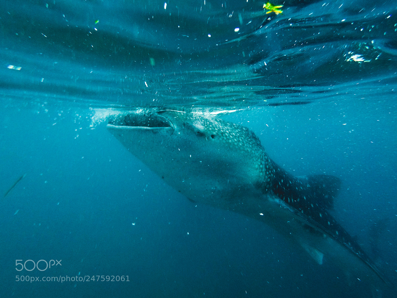 GoPro Hero5 Black sample photo. Whale sharks in oslob photography