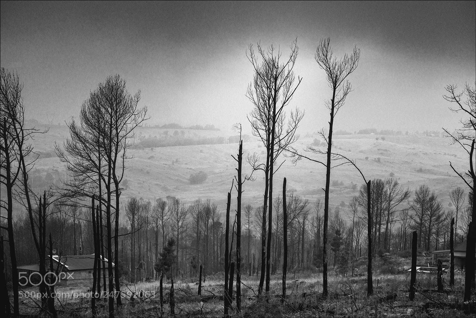 Nikon D600 sample photo. Niebla en el bosque photography