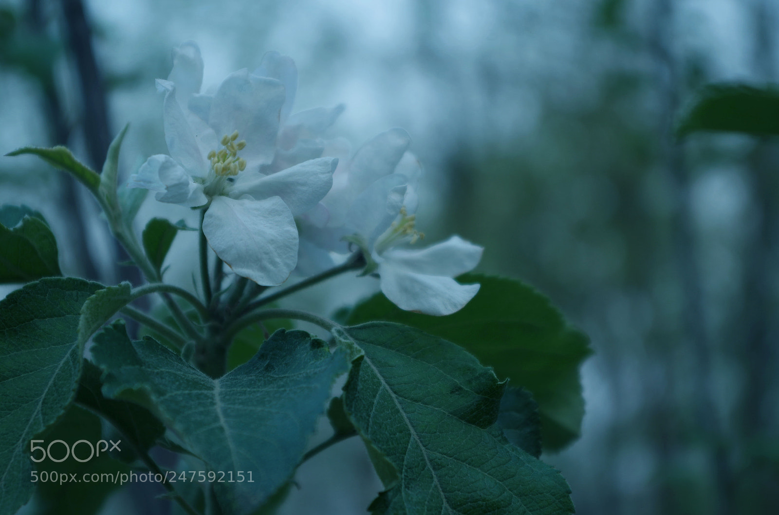 Pentax K-50 sample photo. 蒂花之秀 photography