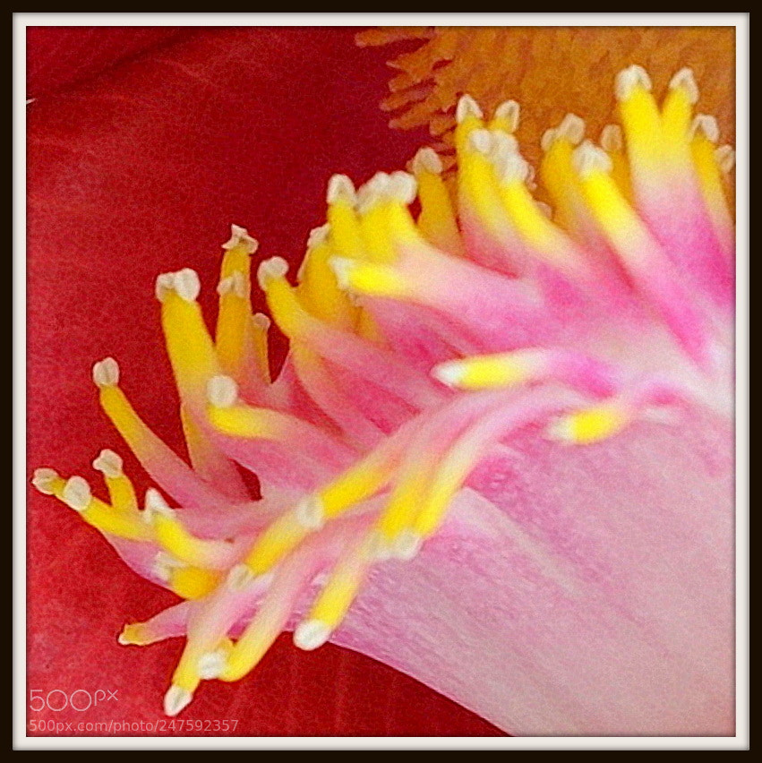 Sony Cyber-shot DSC-RX100 II sample photo. 001 vietnamese buddhist art photography