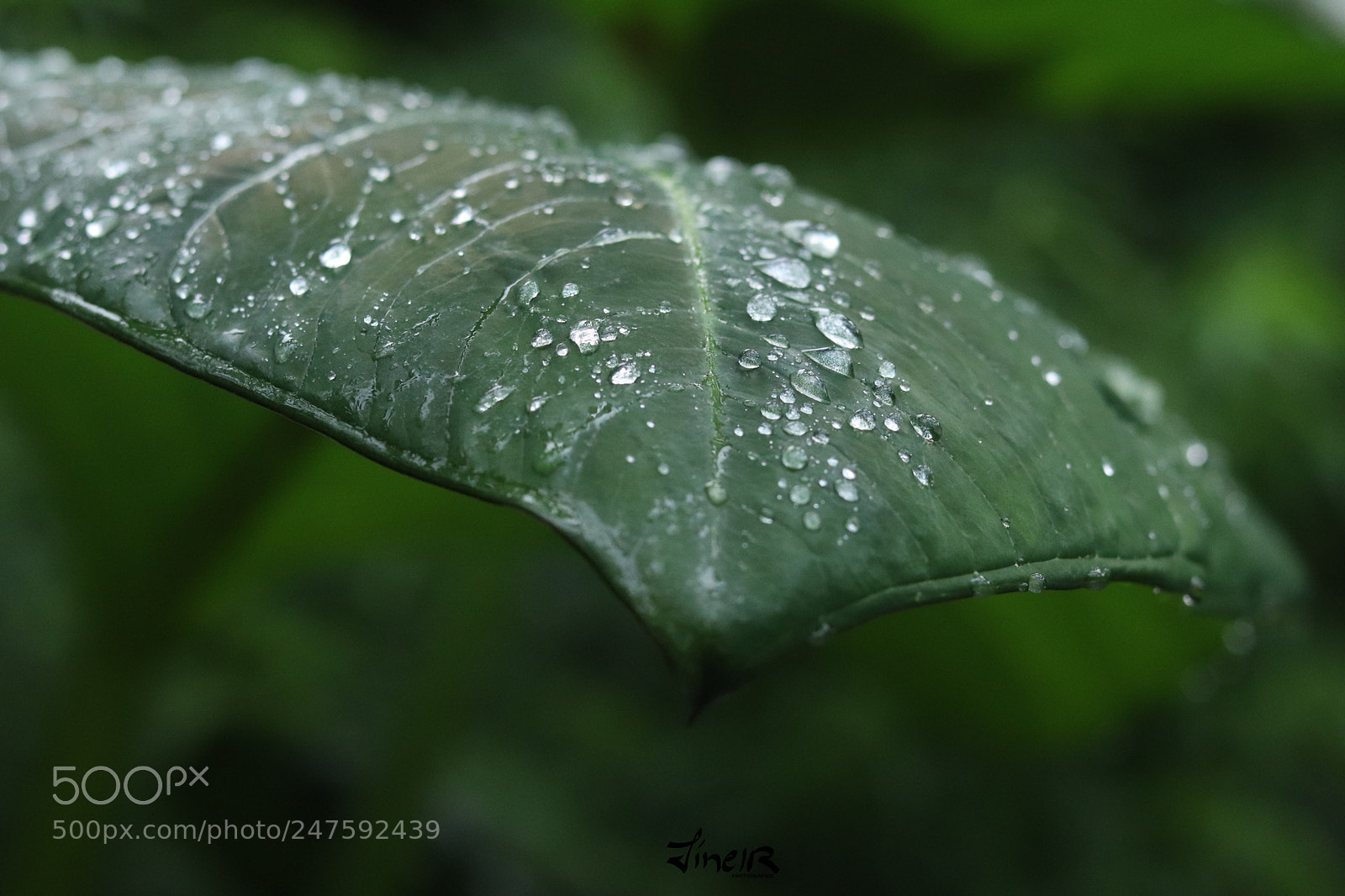 Canon EOS 77D (EOS 9000D / EOS 770D) sample photo. Feuille songe photography