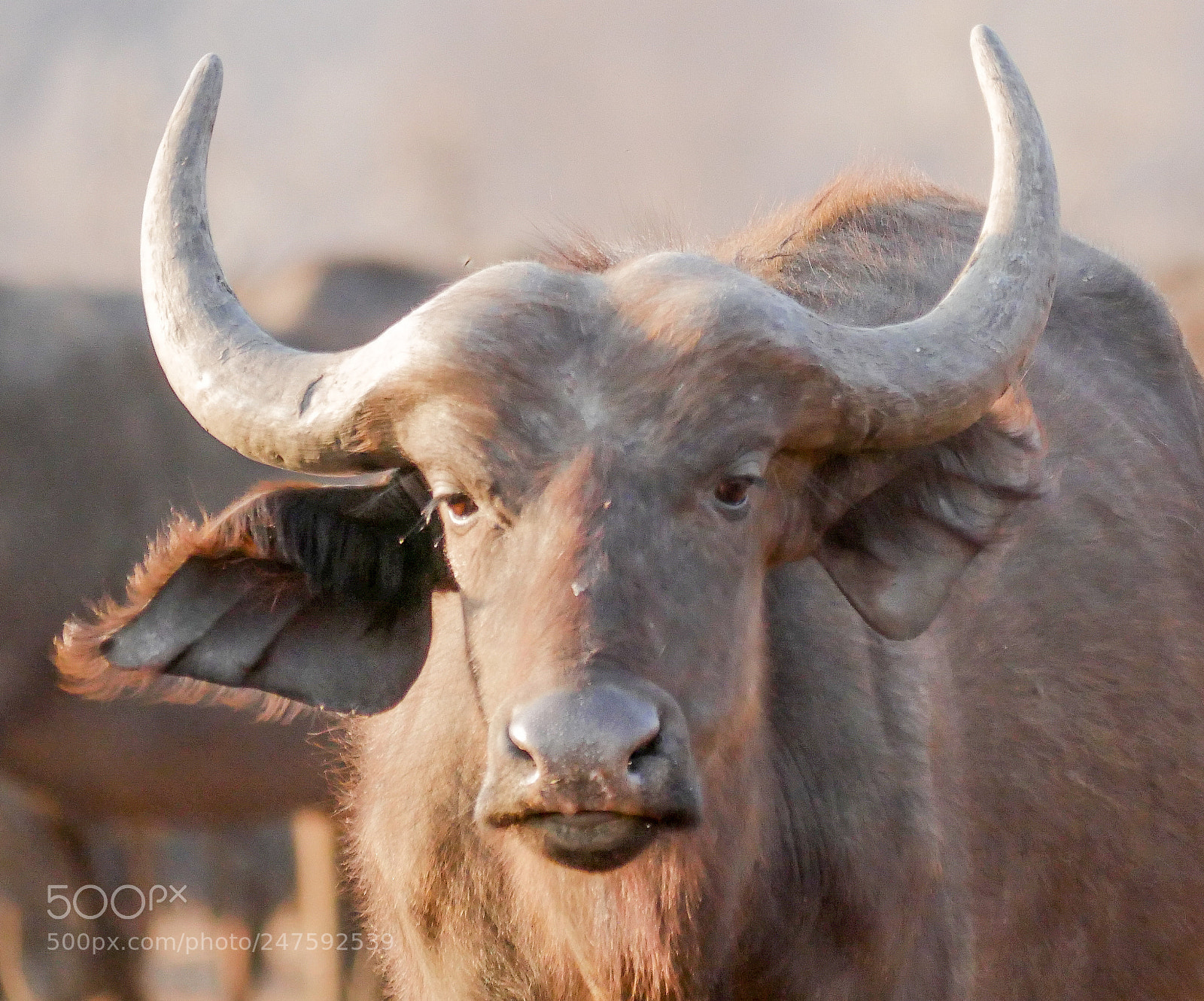 Panasonic DMC-G70 sample photo. Buffalo portrait photography