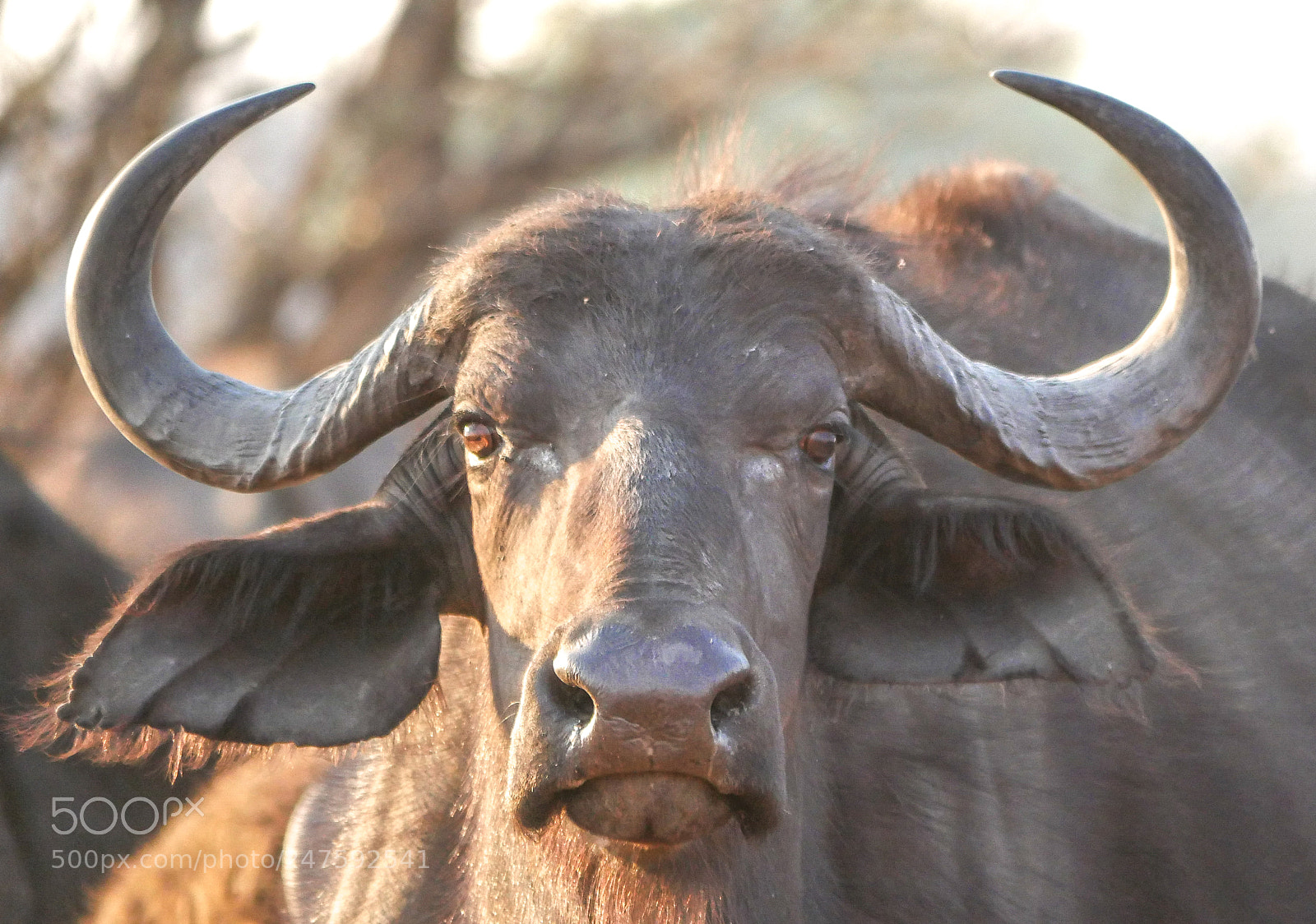 Panasonic DMC-G70 sample photo. Buffalo portrait photography