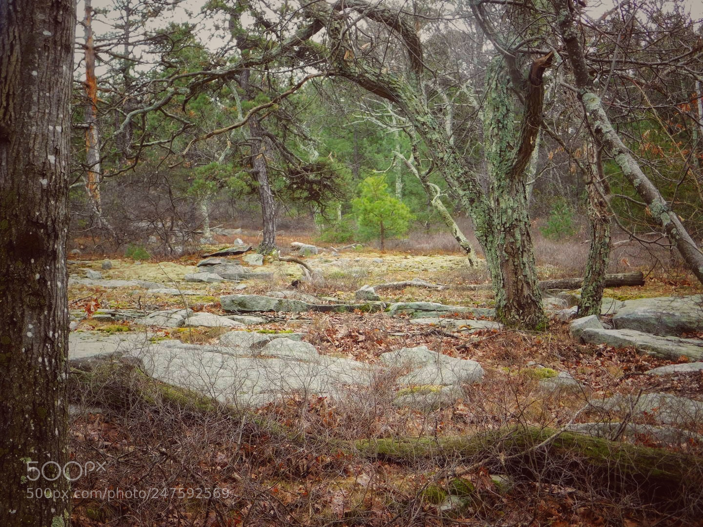 Nikon Coolpix B500 sample photo. Morning hike photography